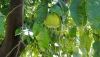 Pomelo