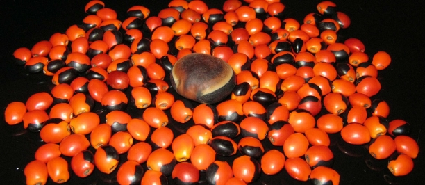 Fruto del guaran&aacute;