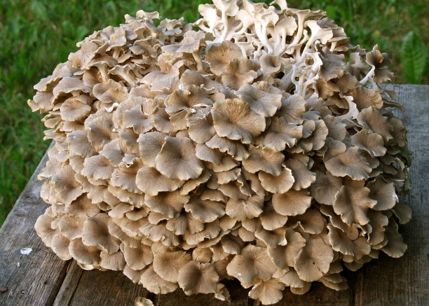 Hongo polyporus umbellatus