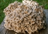 Hongo polyporus umbellatus