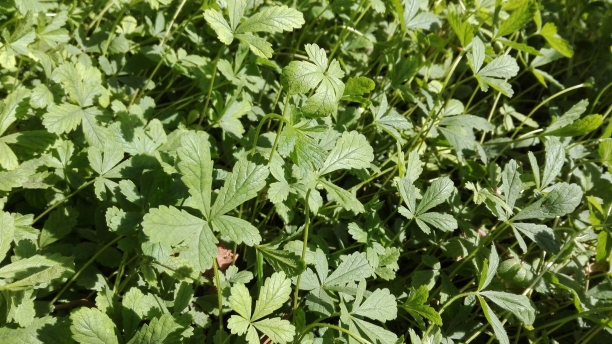 Cincoenrama, pie de Cristo o pata de gallina (Potentilla reptans)