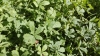 Cincoenrama, pie de Cristo o pata de gallina (Potentilla reptans)