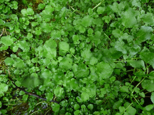 Berro Nasturtium officinale (Watercress)