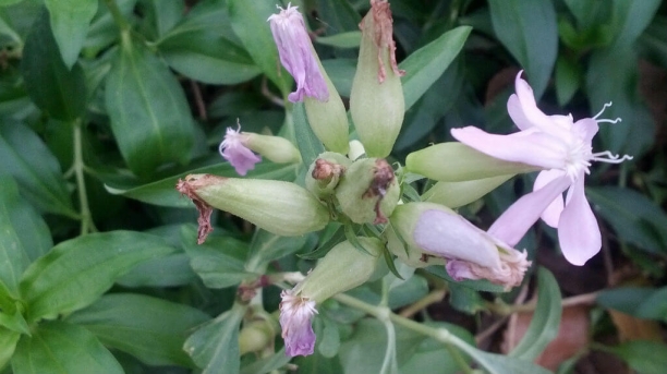 Saponaria