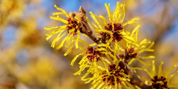 Hamamelis