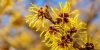 Hamamelis