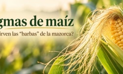 Estigmas de maíz: ¿para qué sirven realmente las “barbas” de la mazorca